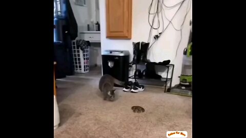 funniest cat having fun🤣🤣 trending video