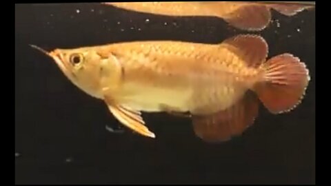 The most expensive fish in Indonesia (Super Red Arowana Fish)