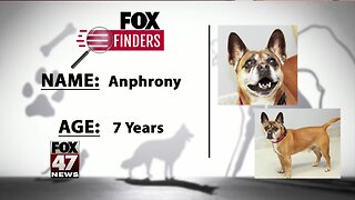 FOX Finders Pet Finder - Anphrony