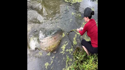 Top 3 Incredible Girl Cast Net Fishing Skills vs. Giant Fish