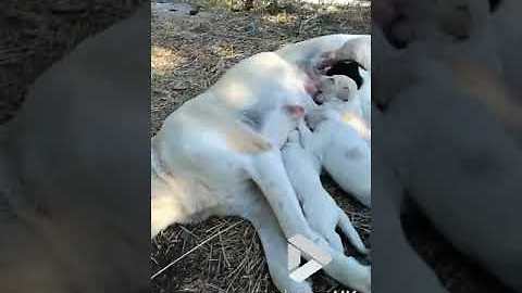 Sweet mama dog feeds her puppies || Viral Video UK