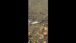 Snake vs fish