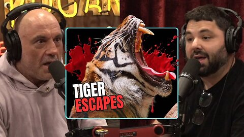 Boys Throw Pine Cones At A Tiger Which Then Escapes And Kills One “CRAZY” | Joe Rogan