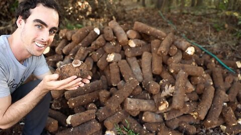 Now That's a Pile of Shiitake