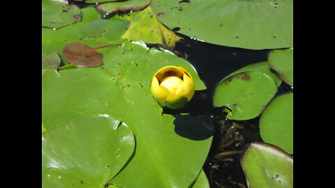 Floating All Day Yellow Lily Pad Flower July 2022