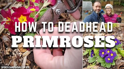 ✂ How to Deadhead Primroses | Primrose Care - SGD 323 ✂