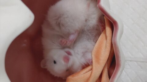 Cute baby hamster trying to flip