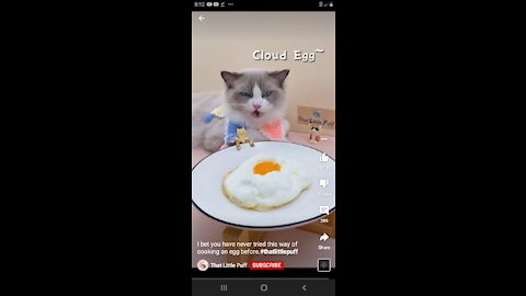 Cat eating egg food😙😉😛