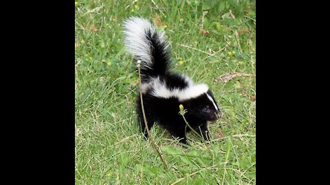 Baby skunks trying to spray! (compilation)