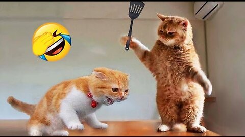 Funniest Cats and Dogs 🤣 Funny Animal Videos😻