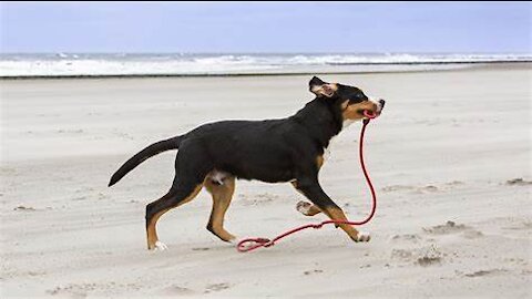 HOW YOU CAN SAFELY TRAIN YOUR DOG COMPLETELY OFF LEASH!