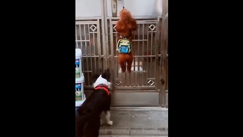 Baby Dog Climbs and Open Door For Big Brother - Impressive Skills