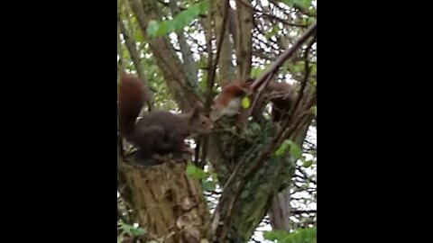 Playful squirrels.