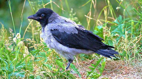 Little Hooded Crow Fledgling Hopelessly Lost in a Green Jungle