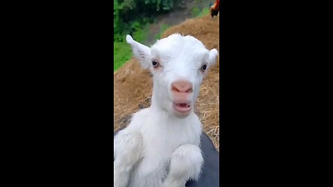 Cute Goat Funny Video Funny Viral Baby Bakri🥰🥰🥰