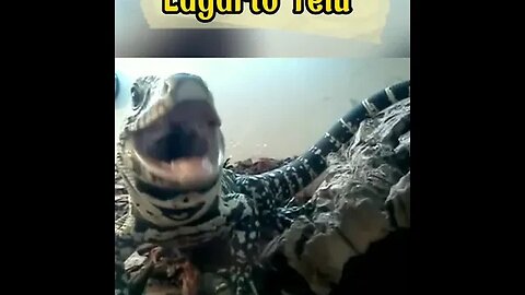 Lagarto Teiú #shorts