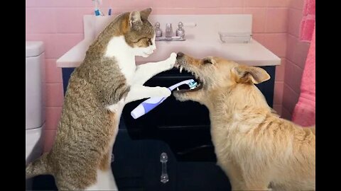 Funniest Cats And Dogs Videos - Best Funny Animal Videos 2021