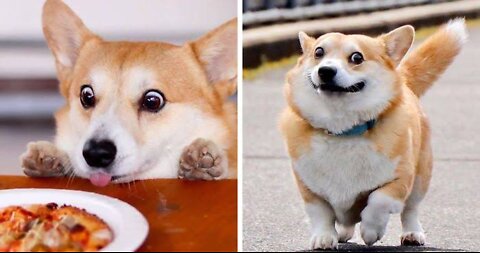 Corgi dogs are the best CUTE COMPILATION