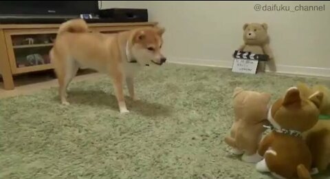 Dog suspicious of his plush friend...