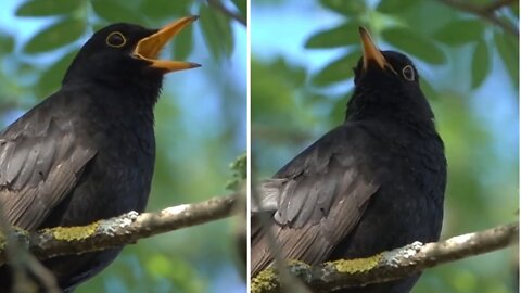 Blackbird Singing