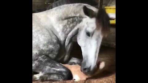 Funny and Cute Horse Videos Compilation cute moment of the horses- Cutest Horse #578 7