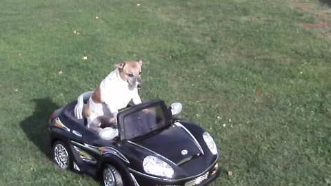 A Dog Rides In A Power Wheels Toy Car