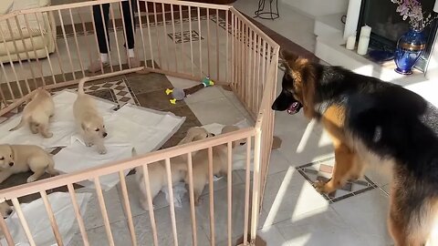 Cute German Shepherd Babysits Puppies