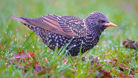 Swift Moving Female Starling Foraging in the Early Morning