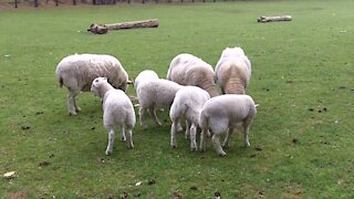 Baby Sheep running around