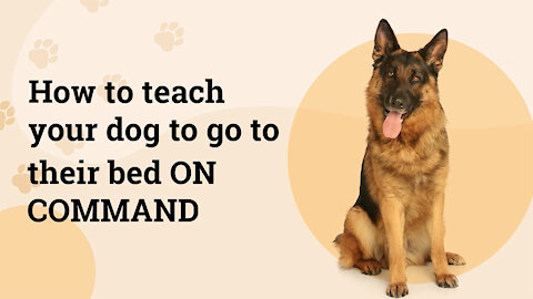 How to teach your dog to go to their bed ON COMMAND- The most effective method training process