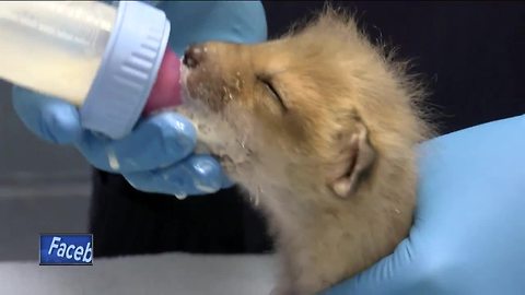 Furry infant fox rescued by Wis. Humane Society