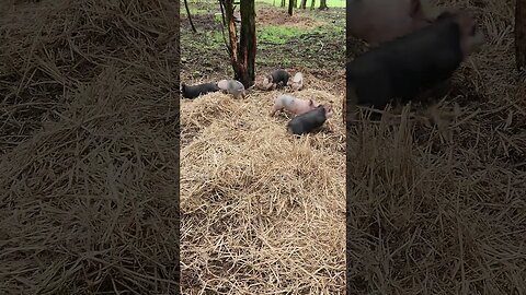 These Little Pigs are Rowdy! @UncleTimsFarm #kärnəvór #carnivore #hereford #freerangepigs #shorts