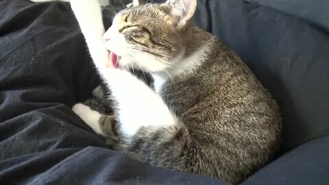 Paw Washing Is a Cat Priority