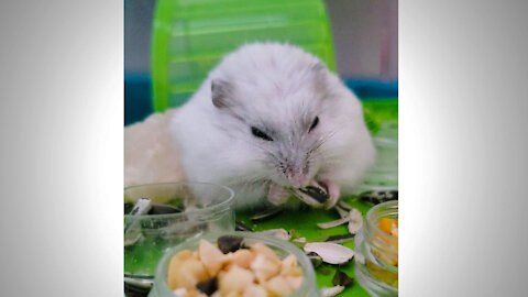 Hamster eating sunflower seeds