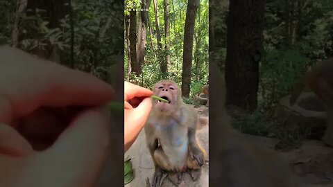 Funny monkey|Funny monkey compilationfunny videos|monkeys