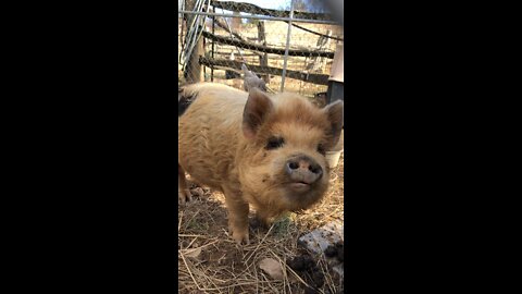 Kune Kune baby pig needs a name.