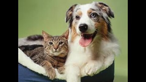 my dog with my cat