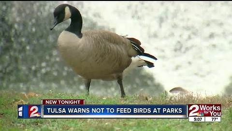 Birds dying at ponds, city says don't feed them