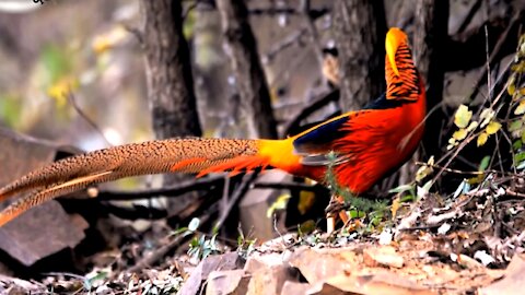 The most beautiful colored flower bird in the world