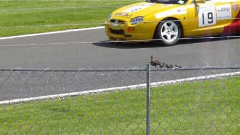 Família de patos atravessa pista de carros de corrida