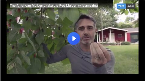 The American Mulberry (aka the Red Mulberry) is amazing