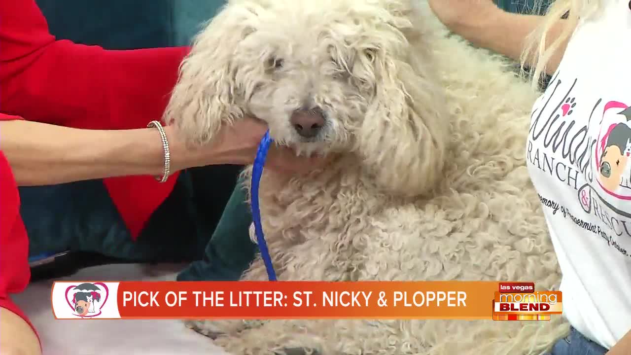 PICK OF THE LITTER: St. Nicky