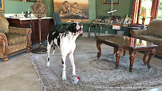 This howling Great Dane will definitely brighten your day