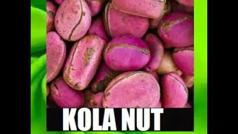 Kola Nut SUPERPOWERS 🐱‍🏍 !!!