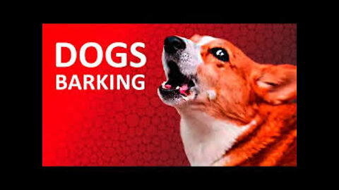 Top 10 dog braking videos compilation 2022❤️Dog braking sound _ Funny dogs