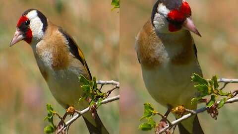 Cute goldfinch bird singing a song