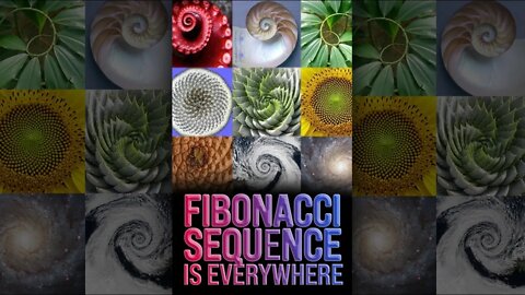 Fibonacci Sequence in Nature 🤯 #shorts