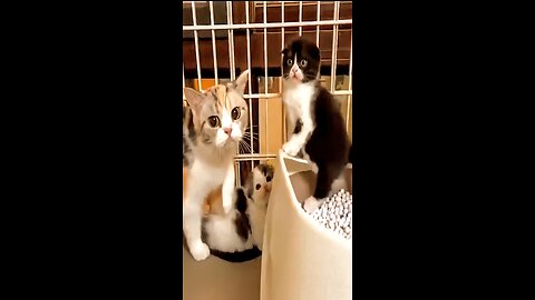 Cute And Funny Animals Compilation-2024 🐕🐱🥰