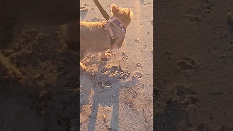 BABY GIRL WATCHES SUNRISE ON ASSATEAGUE ISLAND