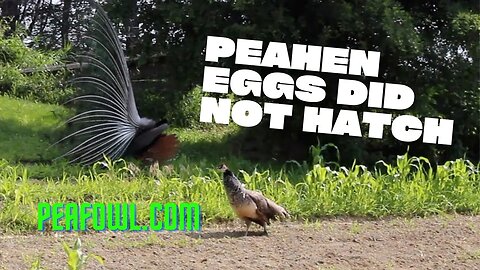 All Peahen Eggs Did Not Hatch, Peacock Minute, peafowl.com